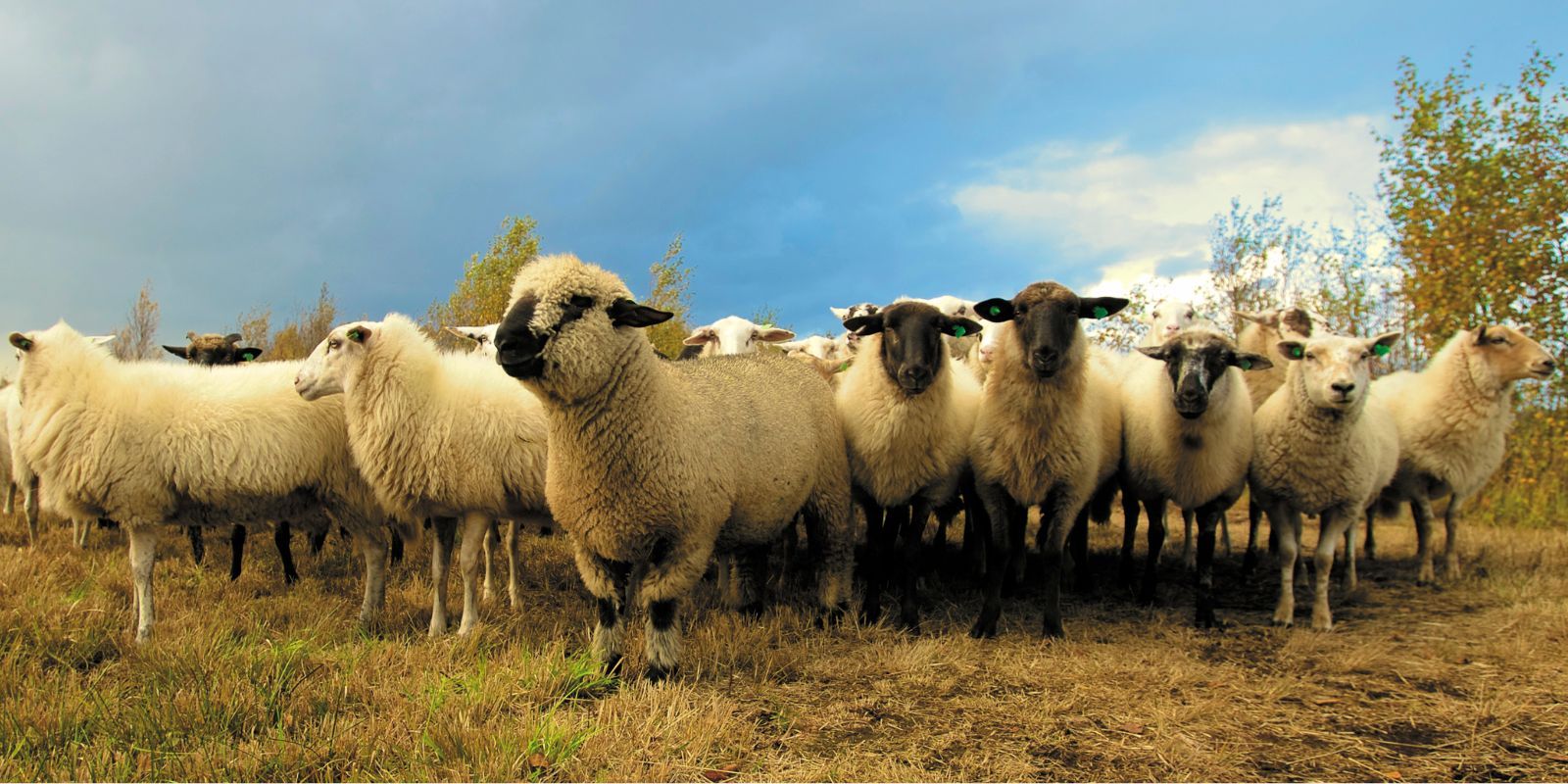 Livestock - Sheep banner image