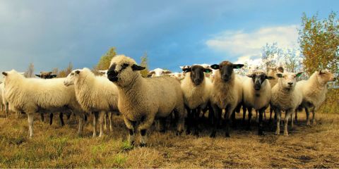 What to Do When Encountering Livestock on the Alps 2 Ocean Cycle Trail