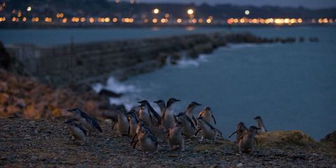 Ōamaru Blue Penguin Colony