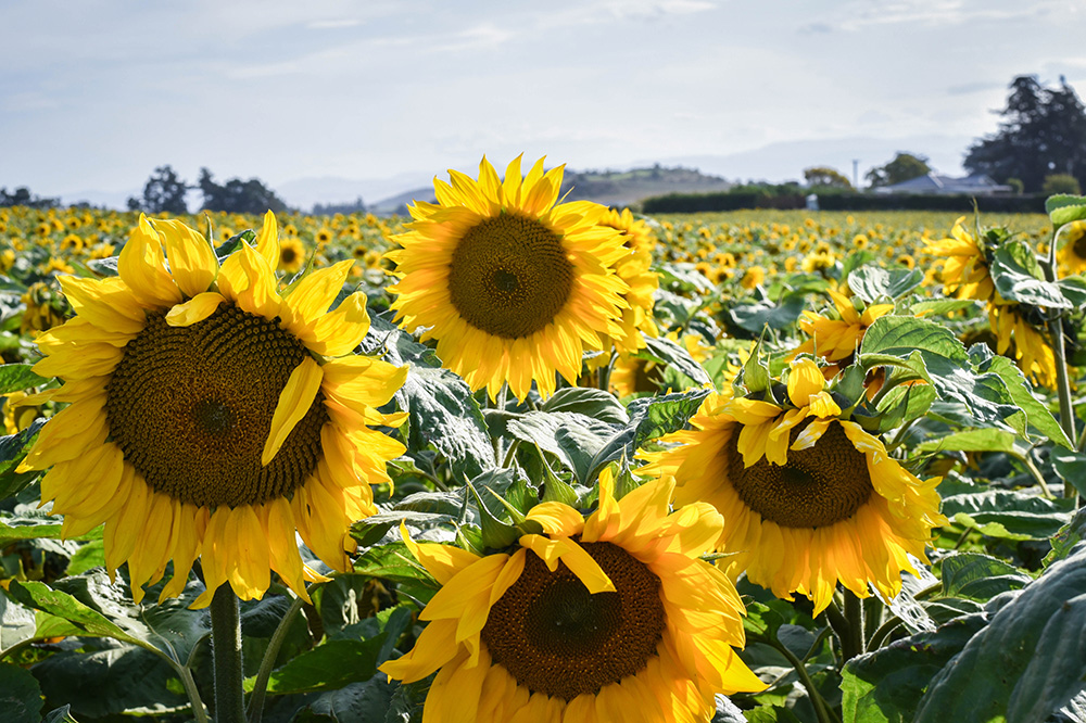 Sunflowers January 2020 - Weston