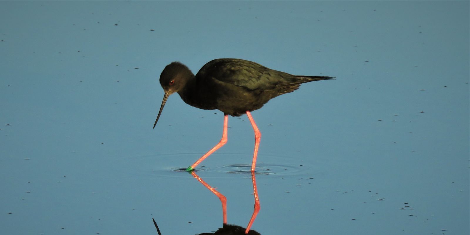 Kakī Black Stilt banner image