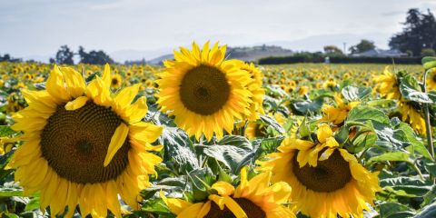 What’s the story behind the sunflowers?